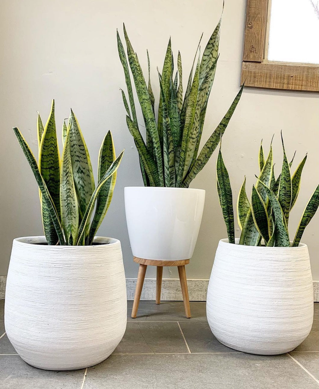 Home & Office Plants
