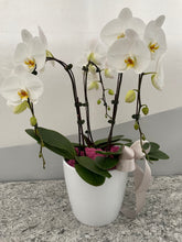 Load image into Gallery viewer, Waterfall Phalaenopsis Orchid Garden
