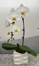 Load image into Gallery viewer, Waterfall Phalaenopsis Orchid Garden
